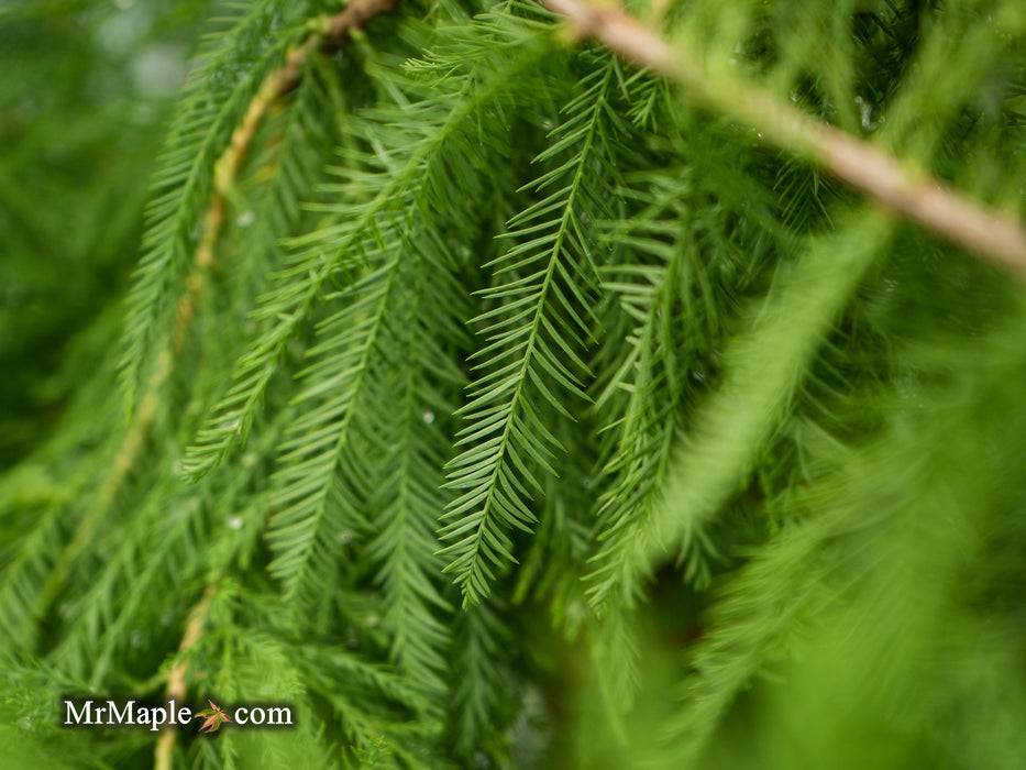 Taxodium distichum Mickelson 'Shawnee Brave™' Bald Cypress