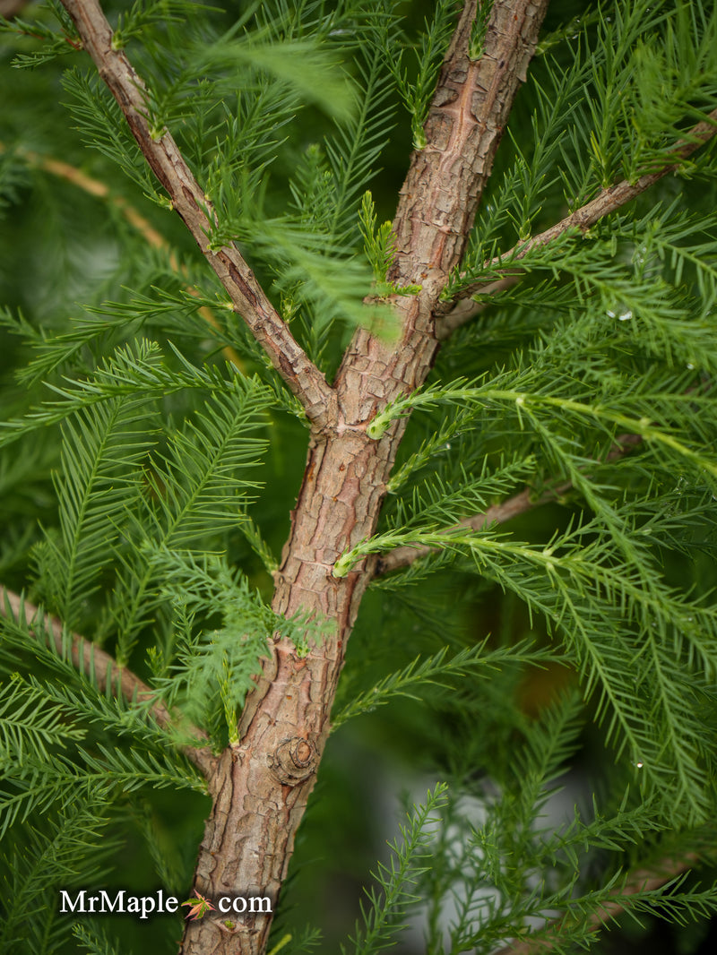 FOR PICKUIP ONLY | Taxodium distichum Mickelson 'Shawnee Brave™' Bald Cypress - DOES NOT SHIP