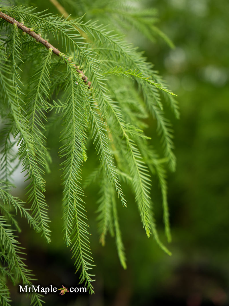 FOR PICKUIP ONLY | Taxodium distichum Mickelson 'Shawnee Brave™' Bald Cypress - DOES NOT SHIP