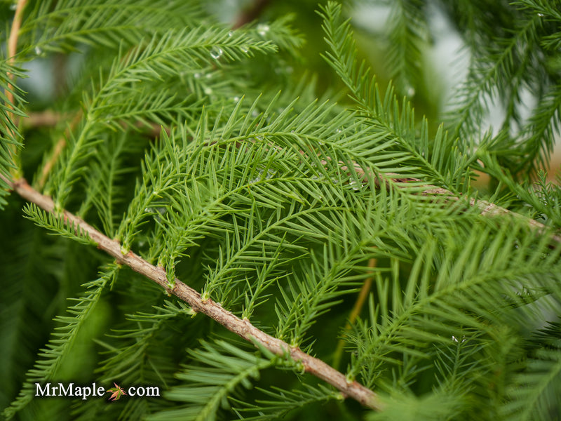 FOR PICKUIP ONLY | Taxodium distichum Mickelson 'Shawnee Brave™' Bald Cypress - DOES NOT SHIP