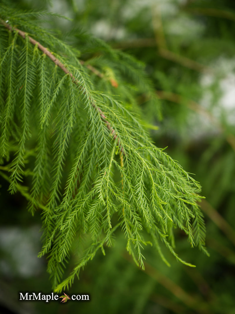 FOR PICKUIP ONLY | Taxodium distichum Mickelson 'Shawnee Brave™' Bald Cypress - DOES NOT SHIP