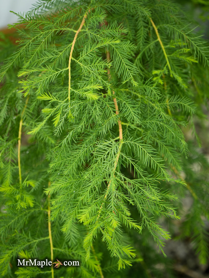 FOR PICKUIP ONLY | Taxodium distichum Mickelson 'Shawnee Brave™' Bald Cypress - DOES NOT SHIP