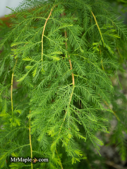 Taxodium distichum Mickelson 'Shawnee Brave™' Bald Cypress