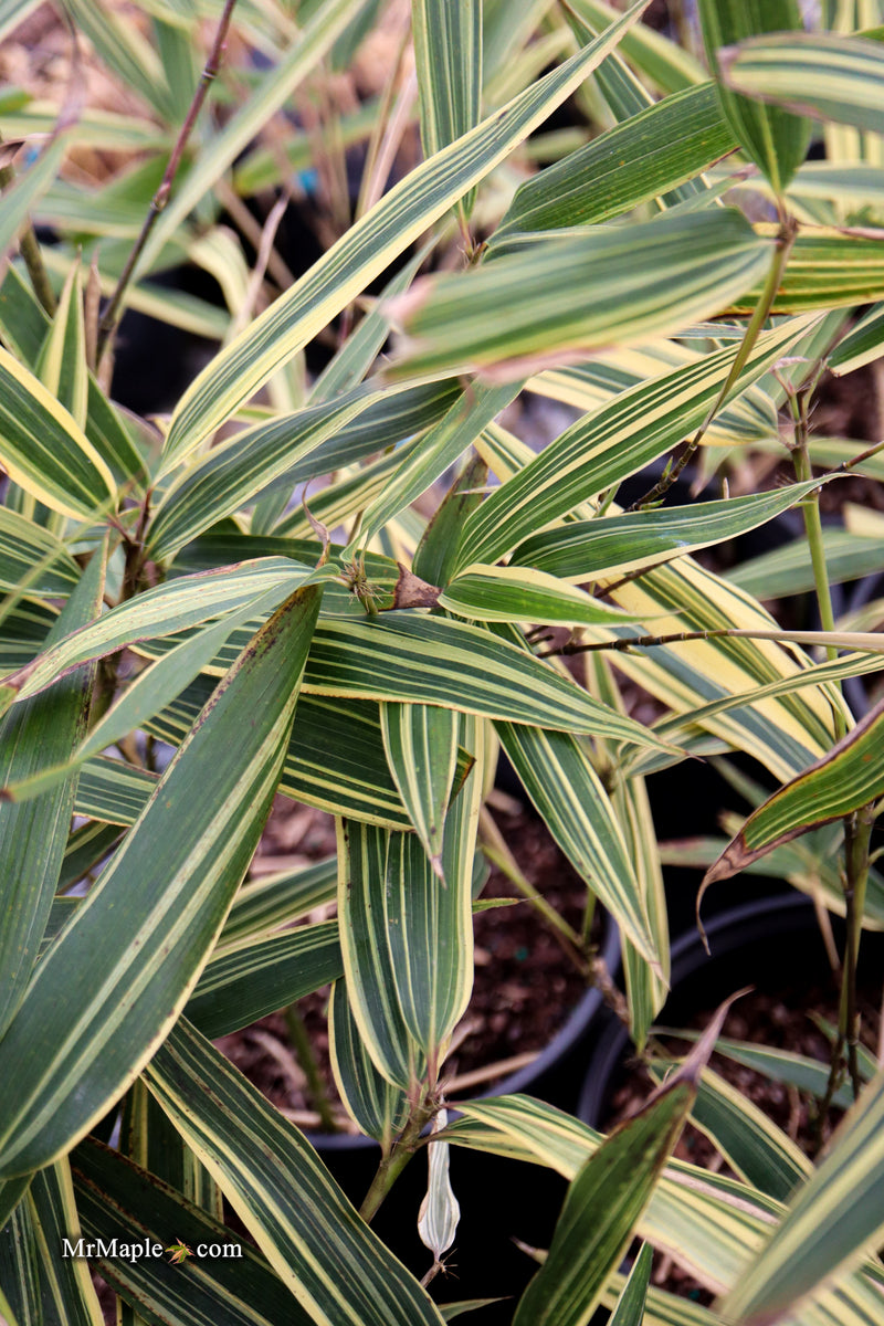 Hibanobambusa Tranquillans 'Shiroshima' Variegated Bamboo