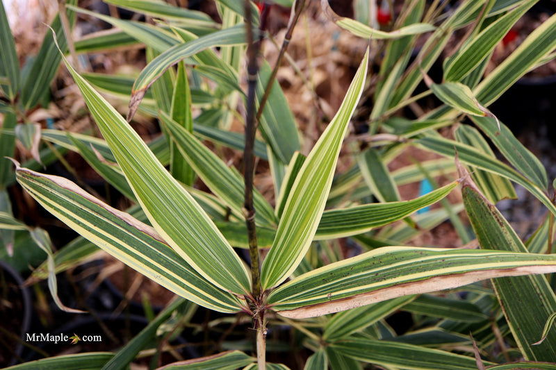 Hibanobambusa Tranquillans 'Shiroshima' Variegated Bamboo