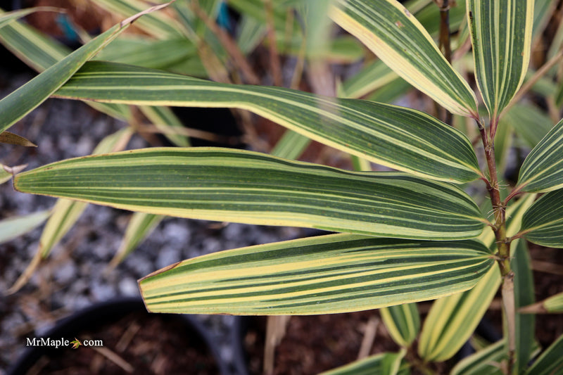 Hibanobambusa Tranquillans 'Shiroshima' Variegated Bamboo