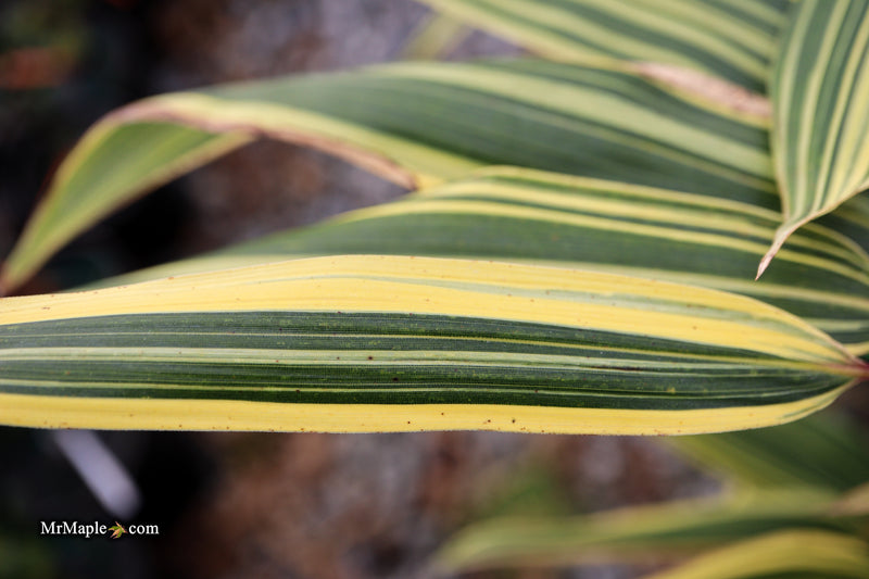 Hibanobambusa Tranquillans 'Shiroshima' Variegated Bamboo