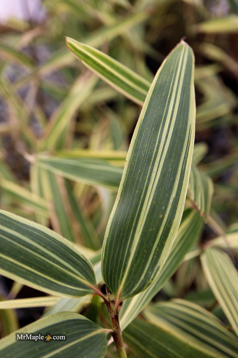 Hibanobambusa Tranquillans 'Shiroshima' Variegated Bamboo