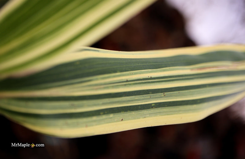 Hibanobambusa Tranquillans 'Shiroshima' Variegated Bamboo