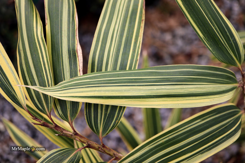 Hibanobambusa Tranquillans 'Shiroshima' Variegated Bamboo