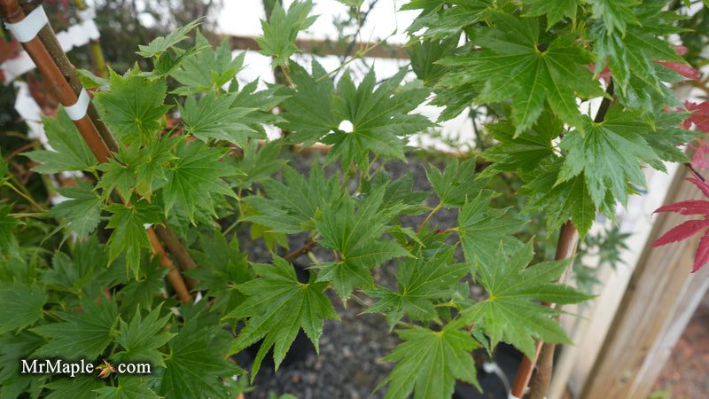 Acer shirasawanum Full Moon Japanese Maple