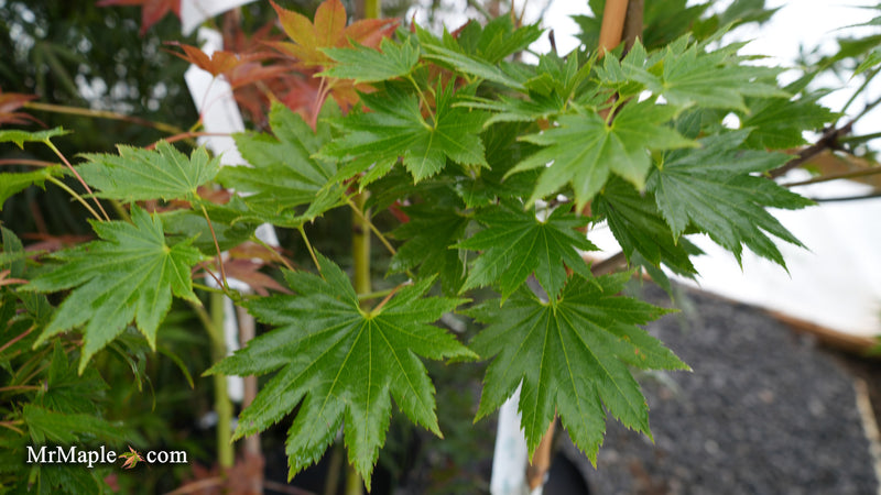 Acer shirasawanum Full Moon Japanese Maple