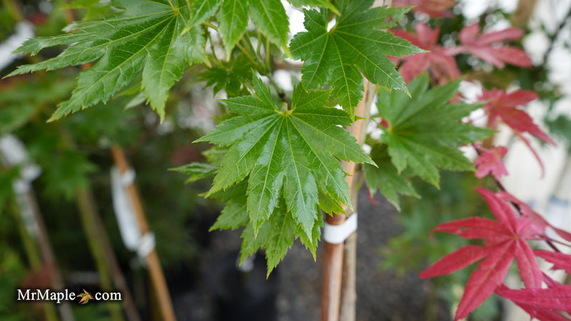 Acer shirasawanum Full Moon Japanese Maple