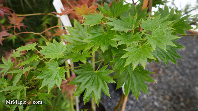 Acer shirasawanum Full Moon Japanese Maple