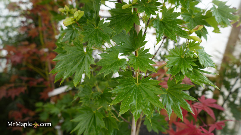 Acer shirasawanum Full Moon Japanese Maple