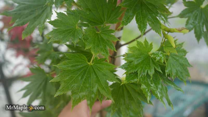 Acer shirasawanum Full Moon Japanese Maple