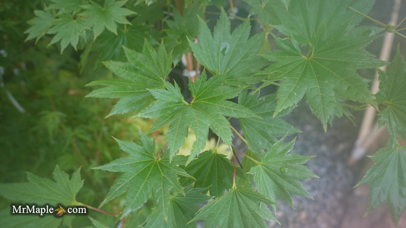 Acer shirasawanum Full Moon Japanese Maple