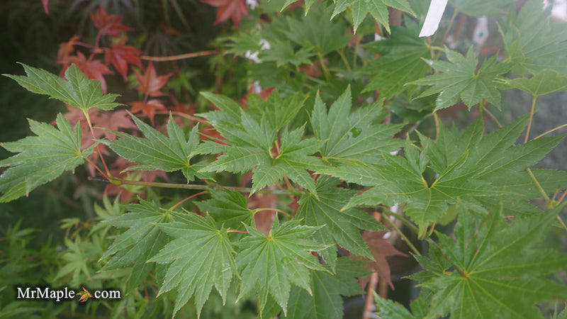 Acer shirasawanum Full Moon Japanese Maple