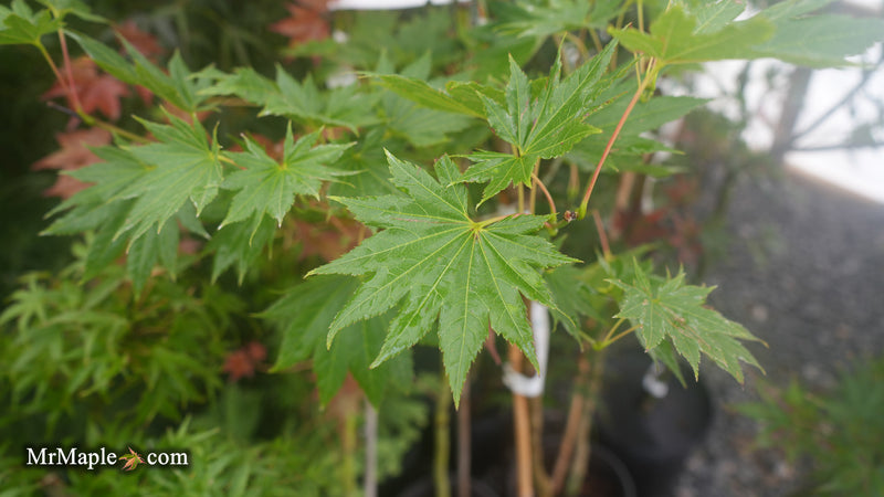 Acer shirasawanum Full Moon Japanese Maple