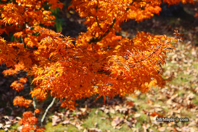 Acer palmatum 'Shishigashira' Lion's Head Japanese Maple