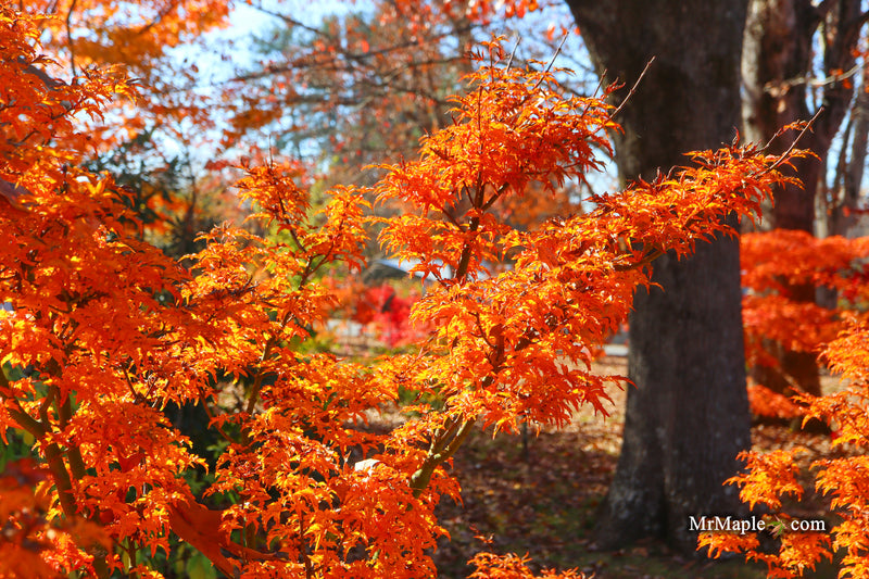Acer palmatum 'Shishigashira' Lion's Head Japanese Maple