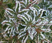 - FOR PICKUP ONLY | Acer palmatum 'Shishigashira' Lion's Head Japanese Maple | DOES NOT SHIP - Mr Maple │ Buy Japanese Maple Trees