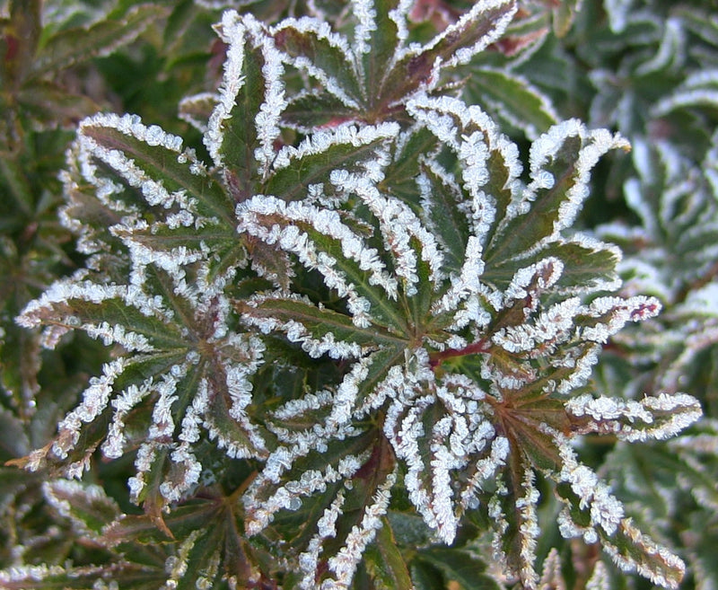 - FOR PICKUP ONLY | Acer palmatum 'Shishigashira' Lion's Head Japanese Maple | DOES NOT SHIP - Mr Maple │ Buy Japanese Maple Trees