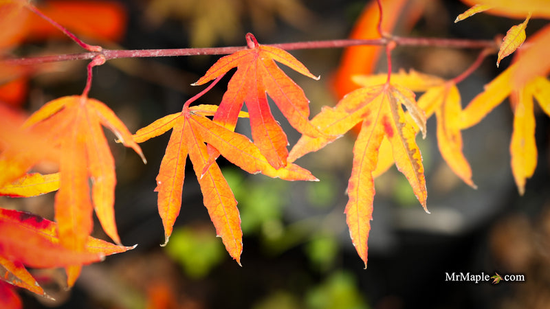 Acer sieboldianum 'Shoryu-no-tsume' Claw of the Dragon Full Moon Japanese Maple