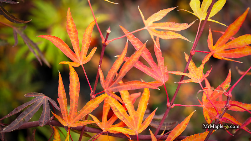 Acer sieboldianum 'Shoryu-no-tsume' Claw of the Dragon Full Moon Japanese Maple