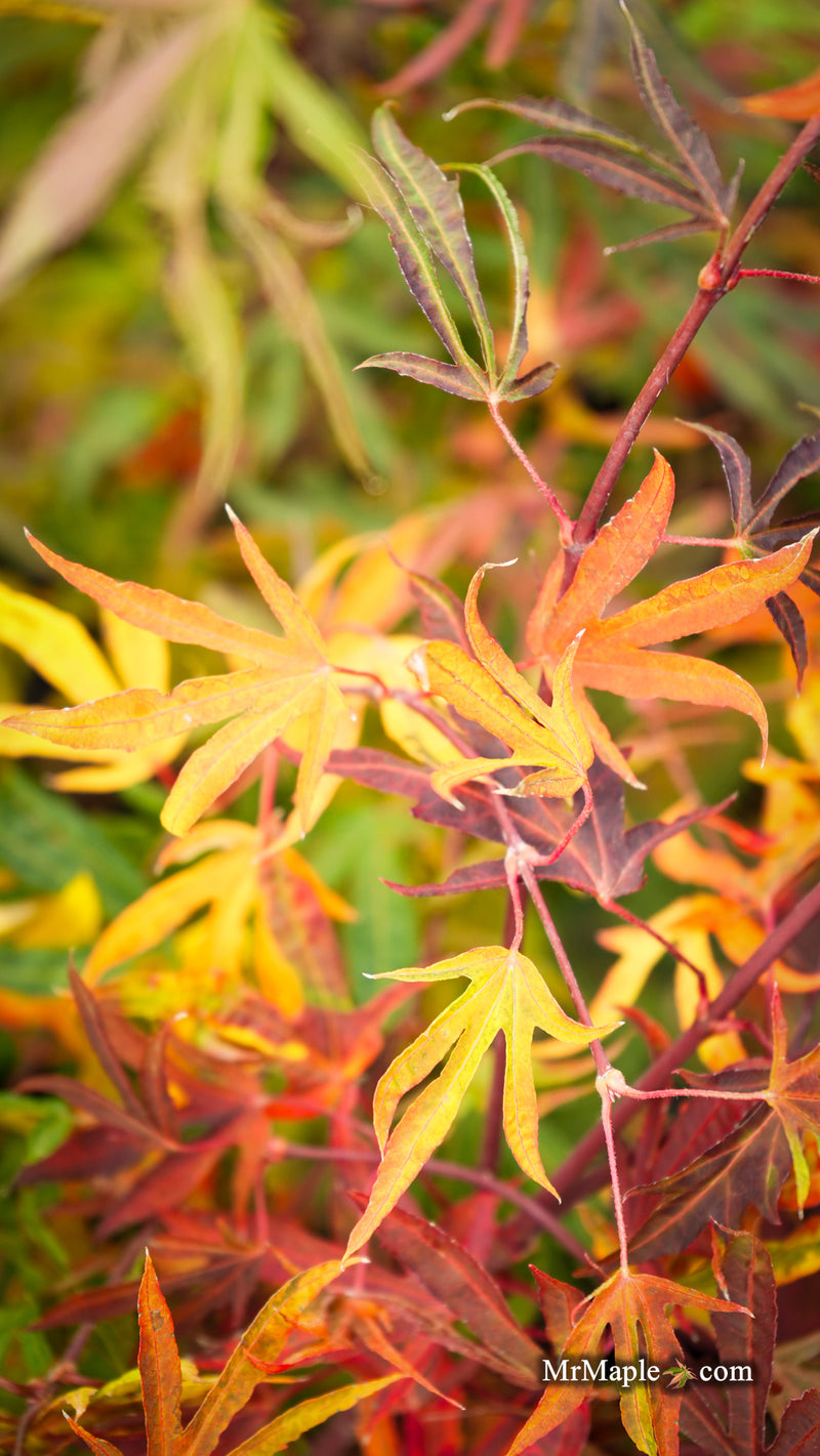 Acer sieboldianum 'Shoryu-no-tsume' Claw of the Dragon Full Moon Japanese Maple