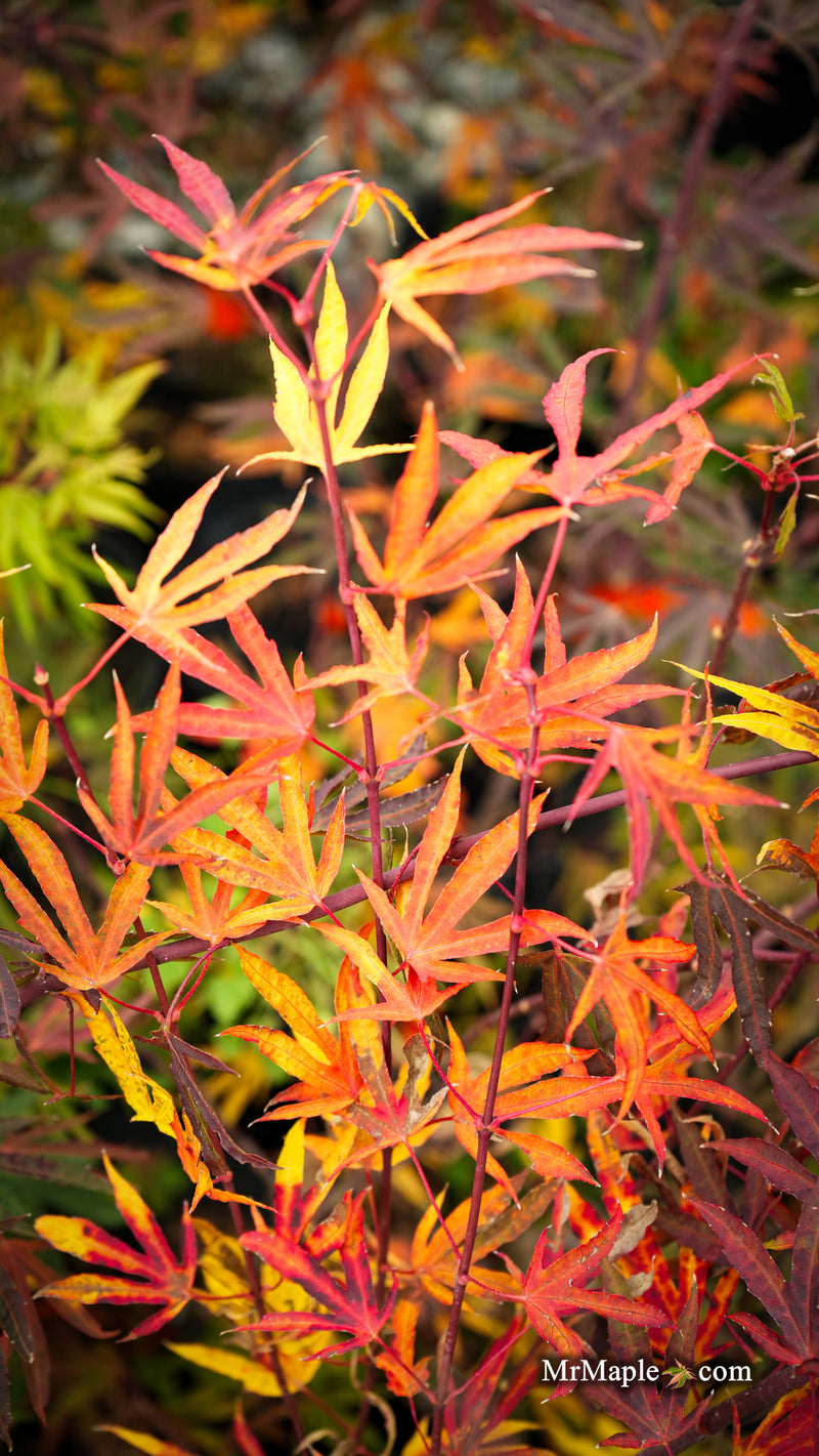 Acer sieboldianum 'Shoryu-no-tsume' Claw of the Dragon Full Moon Japanese Maple