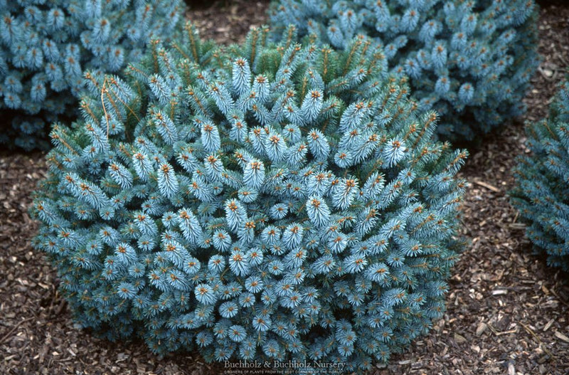 Picea sitchensis 'Silberzwerg' Dwarf Sitka Spruce