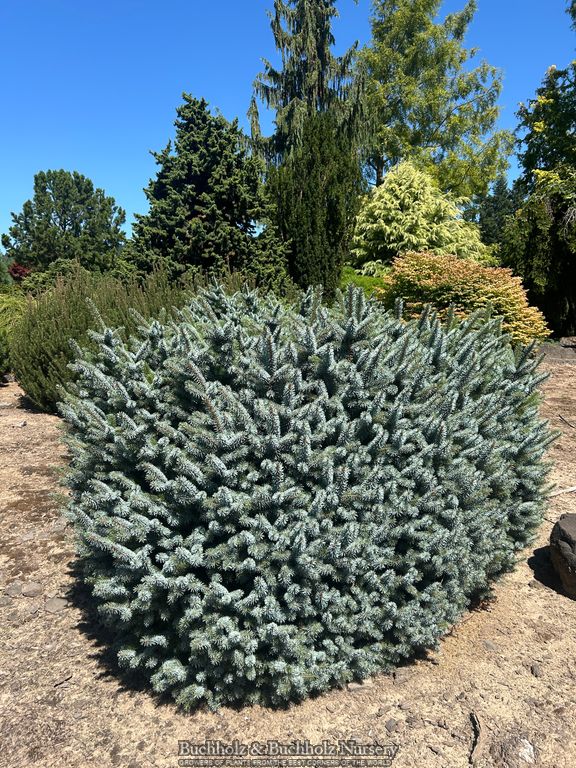 Picea sitchensis 'Silberzwerg' Dwarf Sitka Spruce