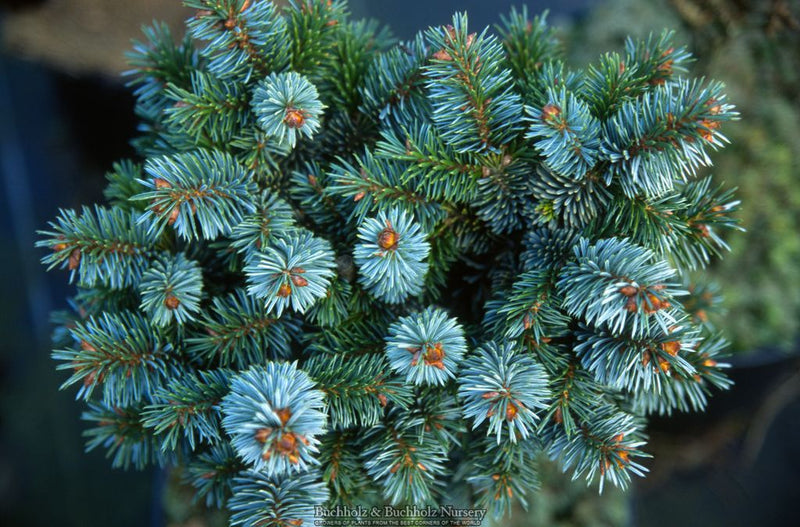 Picea sitchensis 'Silberzwerg' Dwarf Sitka Spruce