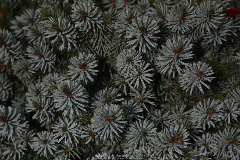 Picea sitchensis 'Silberzwerg' Dwarf Sitka Spruce