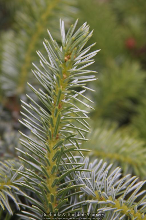 Picea sitchensis 'Silberzwerg' Dwarf Sitka Spruce
