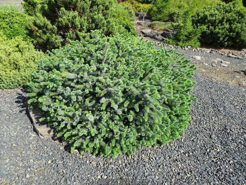 Picea sitchensis 'Silberzwerg' Dwarf Sitka Spruce