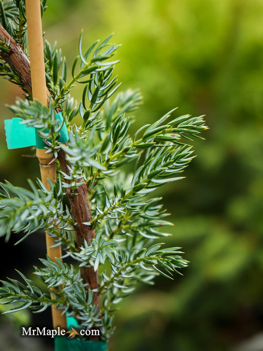 Juniperus communis 'Silver Streamers' Common Juniper