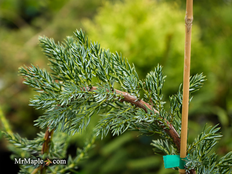Juniperus communis 'Silver Streamers' Common Juniper