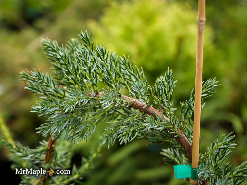 Juniperus communis 'Silver Streamers' Common Juniper