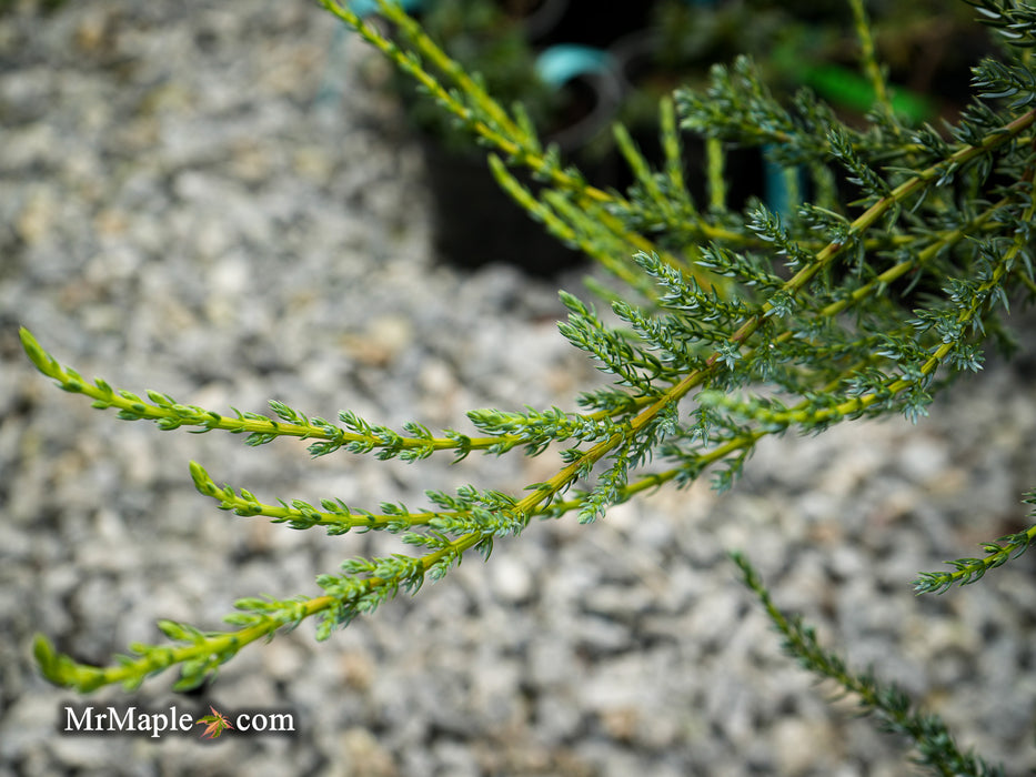 Juniperus communis 'Silver Streamers' Common Juniper