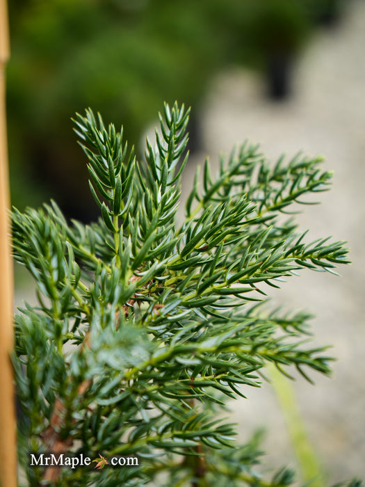 Juniperus communis 'Silver Streamers' Common Juniper