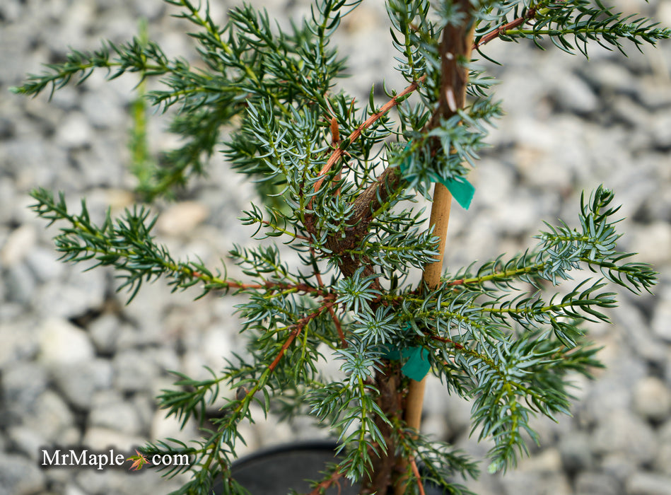 Juniperus communis 'Silver Streamers' Common Juniper