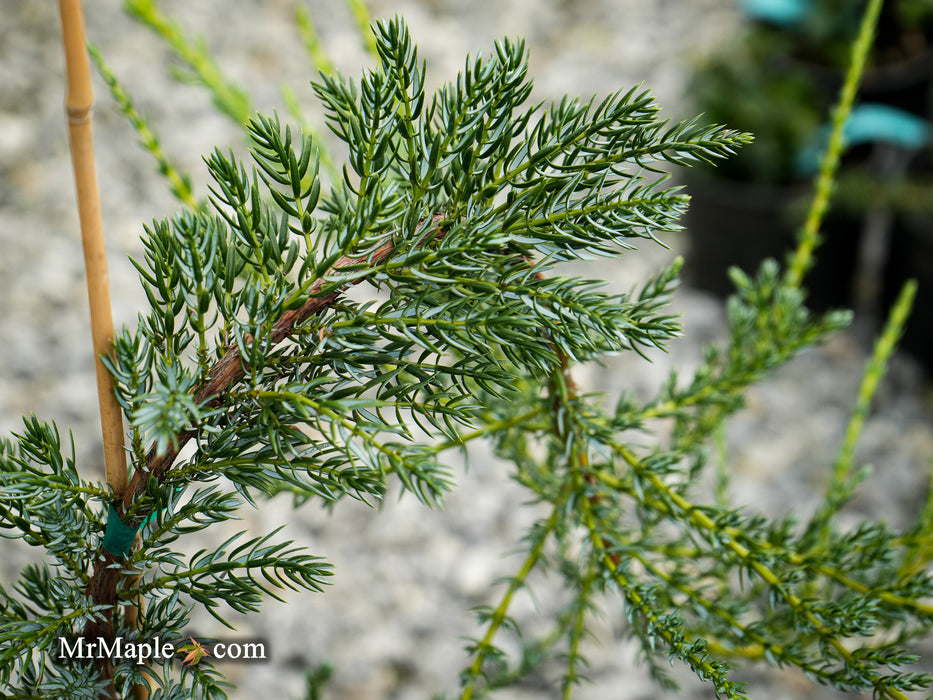 Juniperus communis 'Silver Streamers' Common Juniper