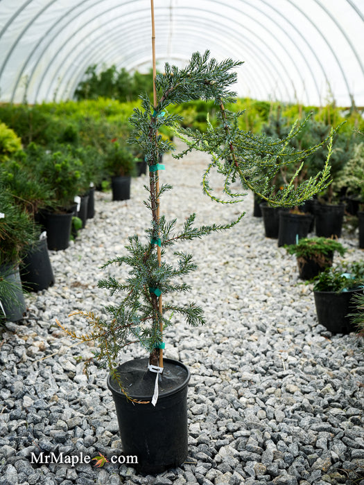 Juniperus communis 'Silver Streamers' Common Juniper