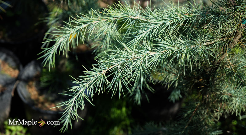 Cedrus deodara 'Silver Splash' Himalayan Cedar