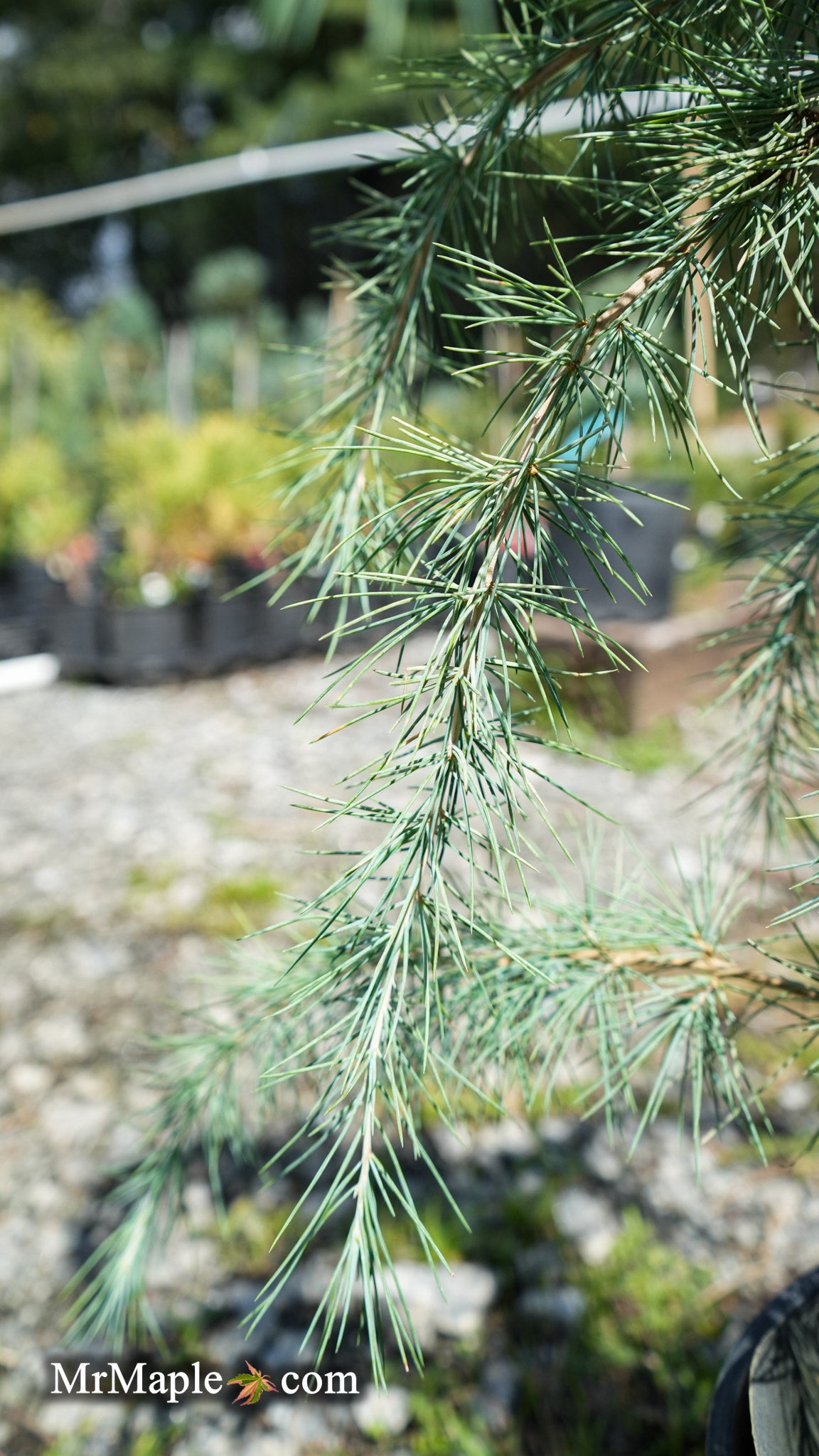 Buy Cedrus deodara 'Silver Splash' Himalayan Cedar — Mr Maple