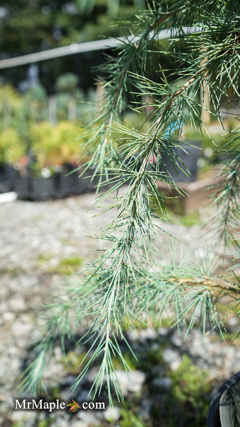 Cedrus deodara 'Silver Splash' Himalayan Cedar
