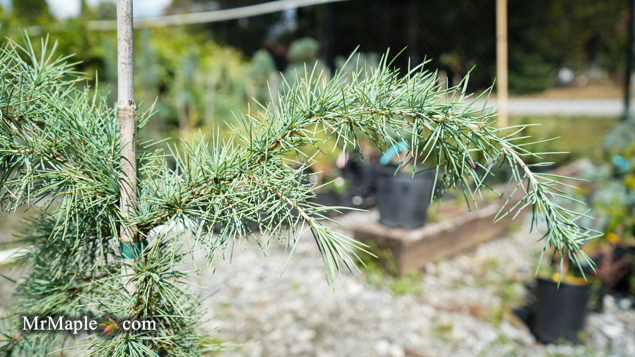 ヒマラヤスギ　ヒマラヤシーダ　cedrus deodara Paktia ヒマラヤスギ ヒマラヤシーダ cedrus deodara Paktia