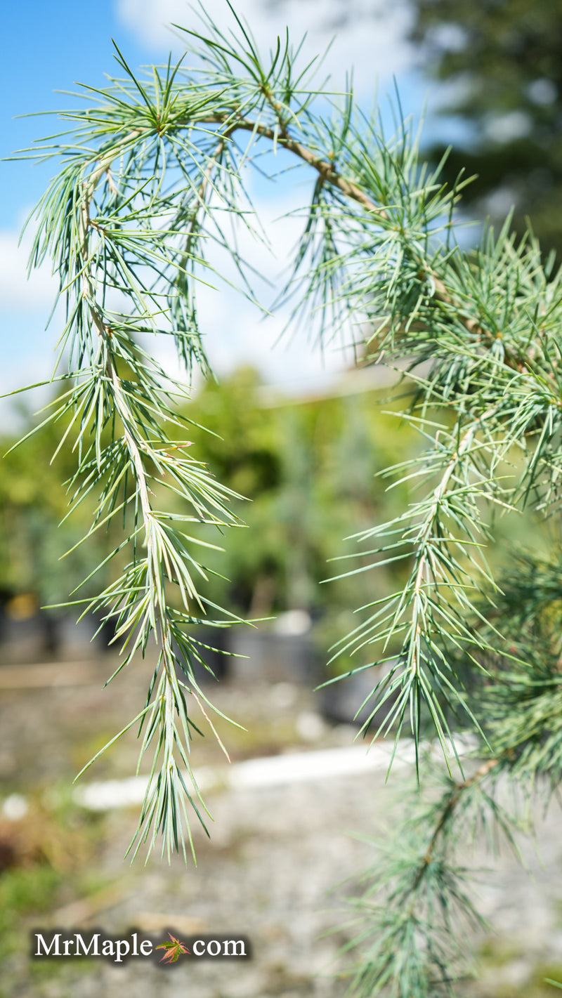 Cedrus deodara 'Silver Splash' Himalayan Cedar